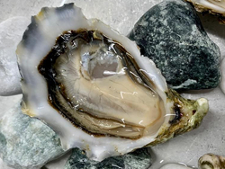 sublime degustazione di ostriche e vini francesi